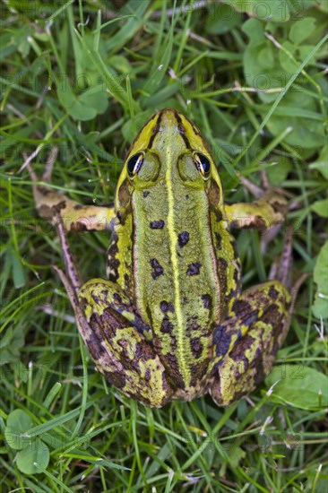 Edible frog