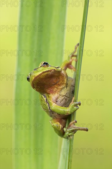 European tree frog