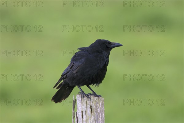 Carrion crow