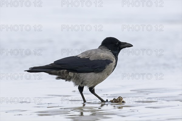 Northern European hooded crow