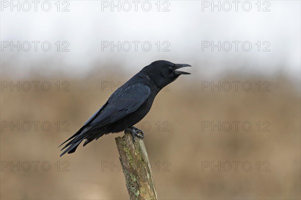 Carrion crow