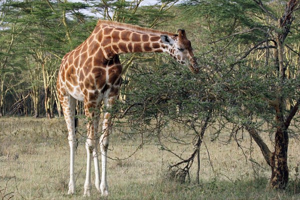 Rothschild's giraffe