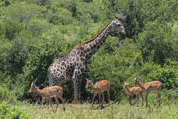 South African giraffe