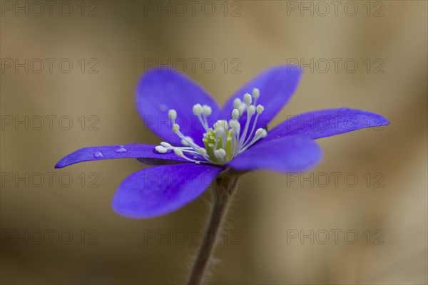 Common Hepatica