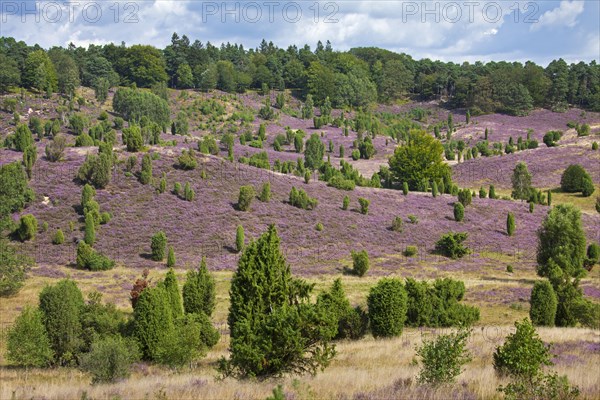 Lueneburg Heath