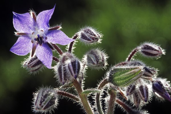 Borage