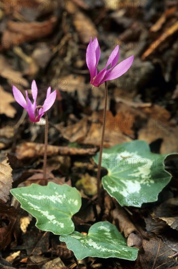 Persian cyclamen