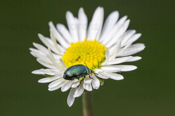 Leaf beetle alder chrysomelid beetle