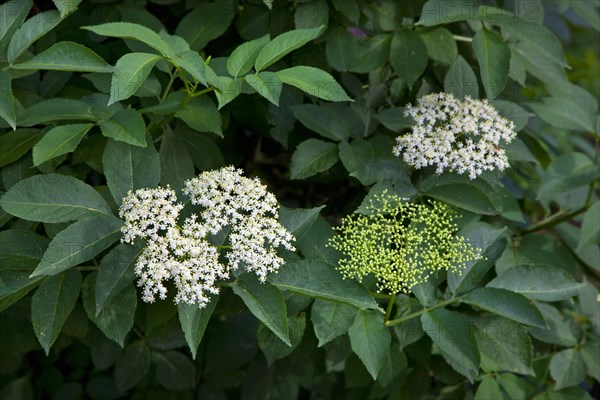 European elder