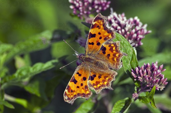 Comma