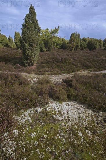 Lueneburg Heath