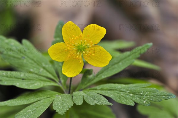 Yellow wood anemone