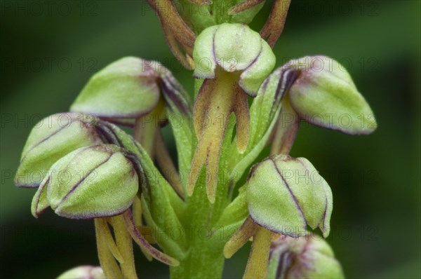 Man Orchid