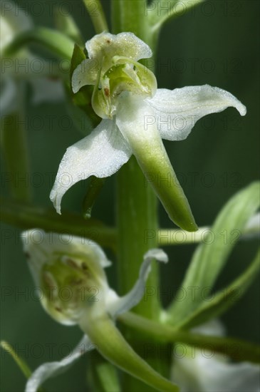 Greater butterfly orchid