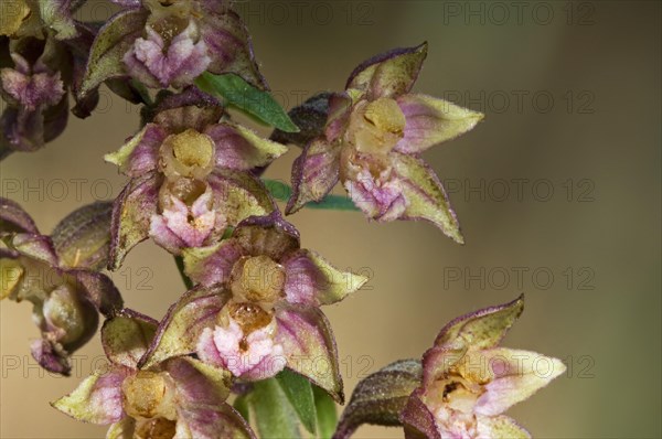 Broad-leaved helleborine