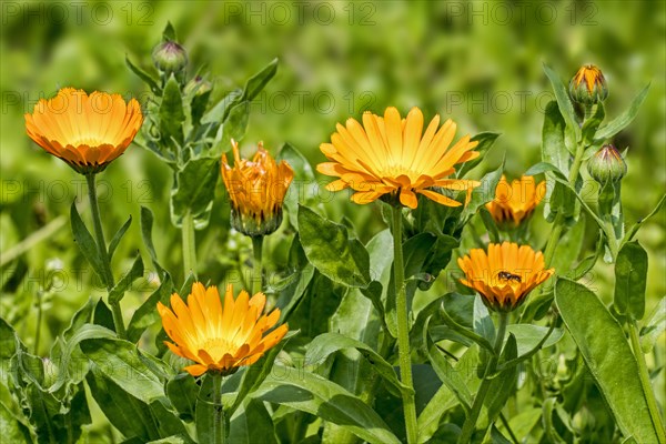 Pot marigold