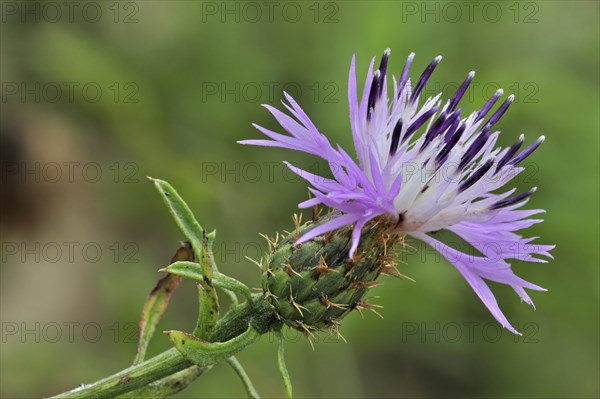 Rough star thistle