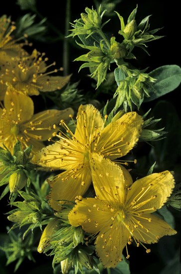 Perforate St John's-wort