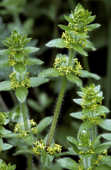 Crosswort