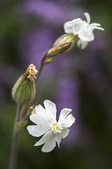 White campion