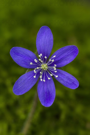 Common Hepatica