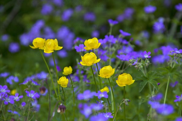 European Globe-flower