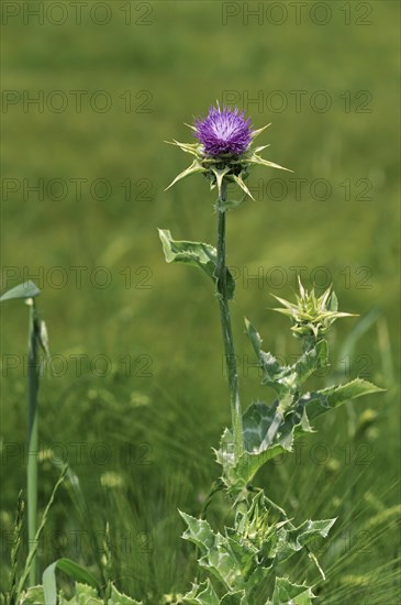 Blessed milk thistle