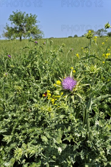 Blessed milk thistle