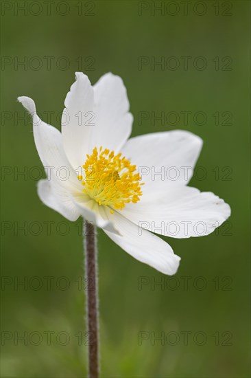 Alpine pasqueflower