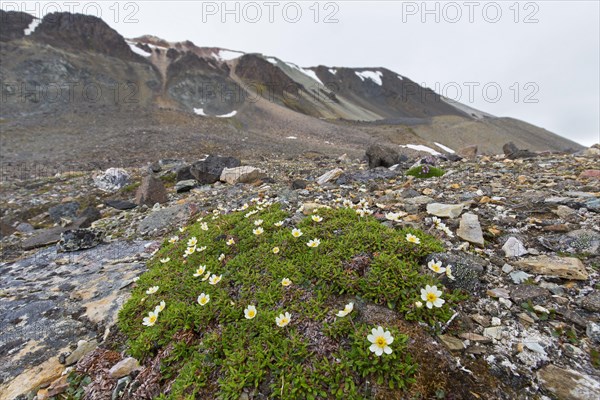 Mountain avens