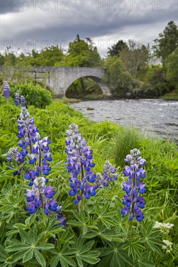 18th century Old Spey Bridge and lupines flowering along the River Spey at Grantown-on-Spey