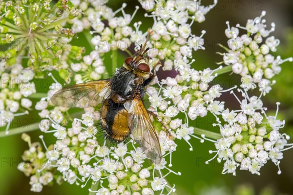 Parasite fly