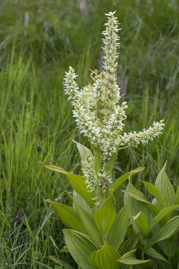 False helleborine