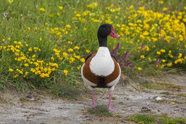 Common shelduck