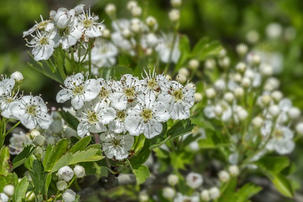 Blossoming common hawthorn