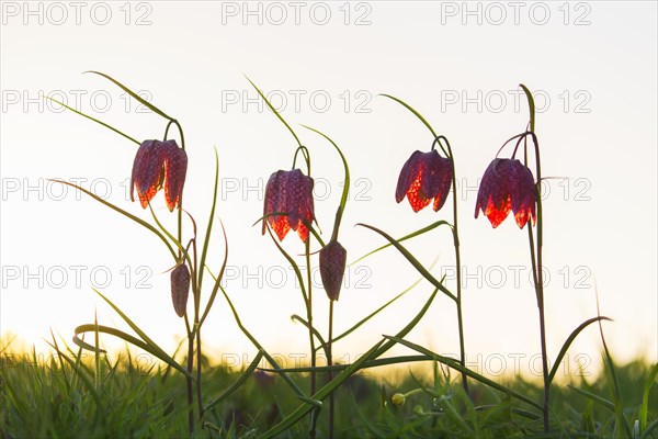 Snake's head fritillaries