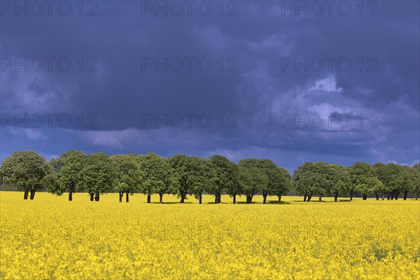 Farmland showing rape