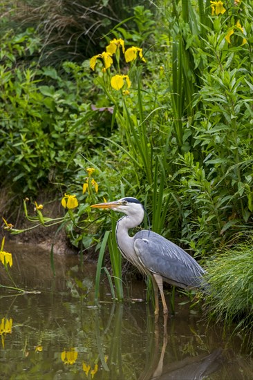 Grey heron