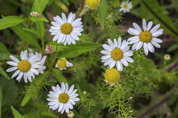 Wild chamomile