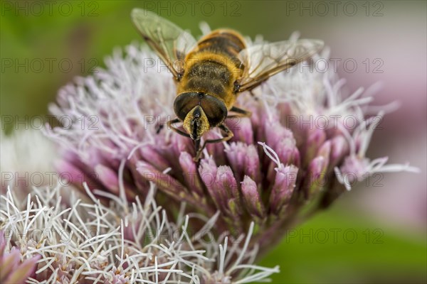 Common drone fly