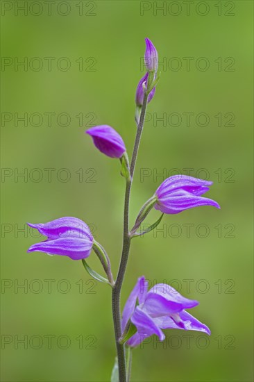 Red helleborine