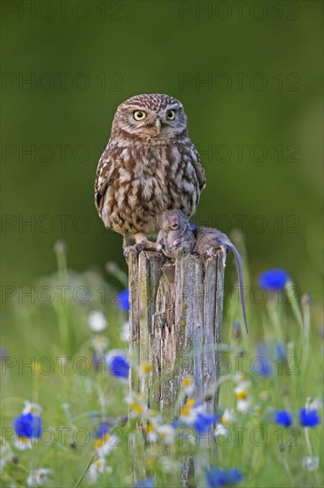 Ringed little owl