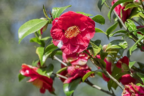 Red flowers of