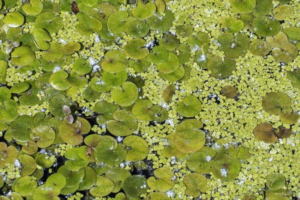 Duckweed and frogbit