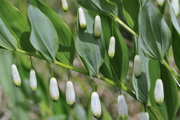 Angular Solomon's-seal