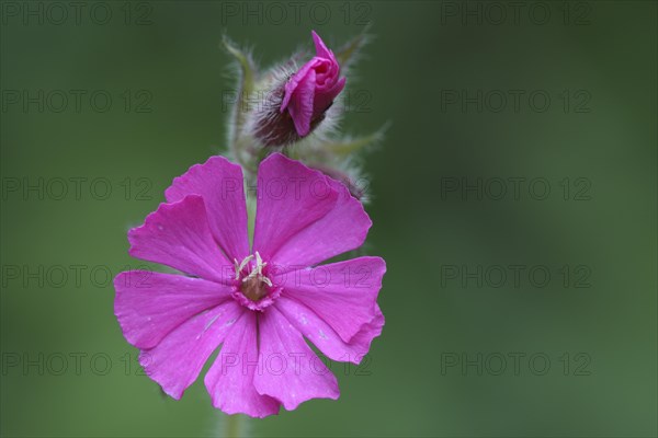 Red Campion