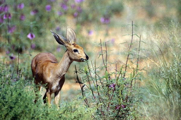 Steenbok