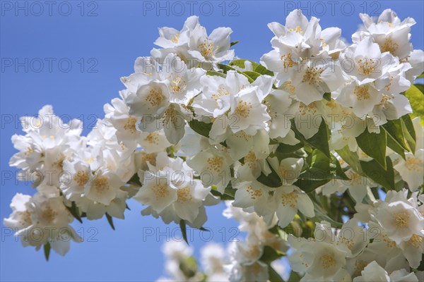 Sweet mock-orange