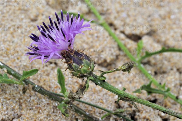 Rough star thistle