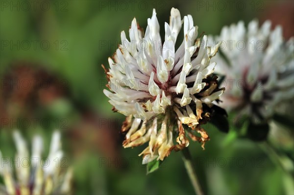 White clover